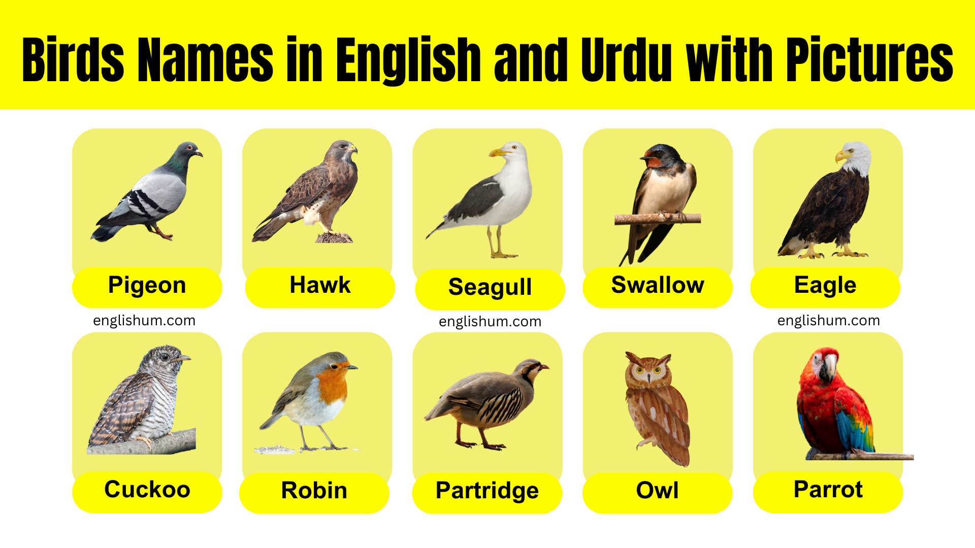 Birds Name Vocabulary in English and Urdu PDF