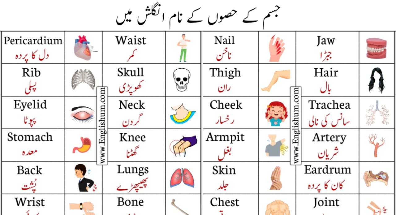 Parts of Body Vocabulary with Pictures